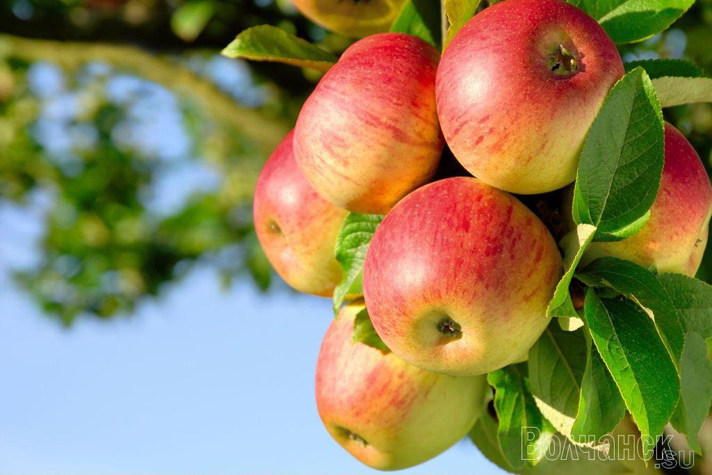 Яблоки продлевают жизнь и дают защиту от рака