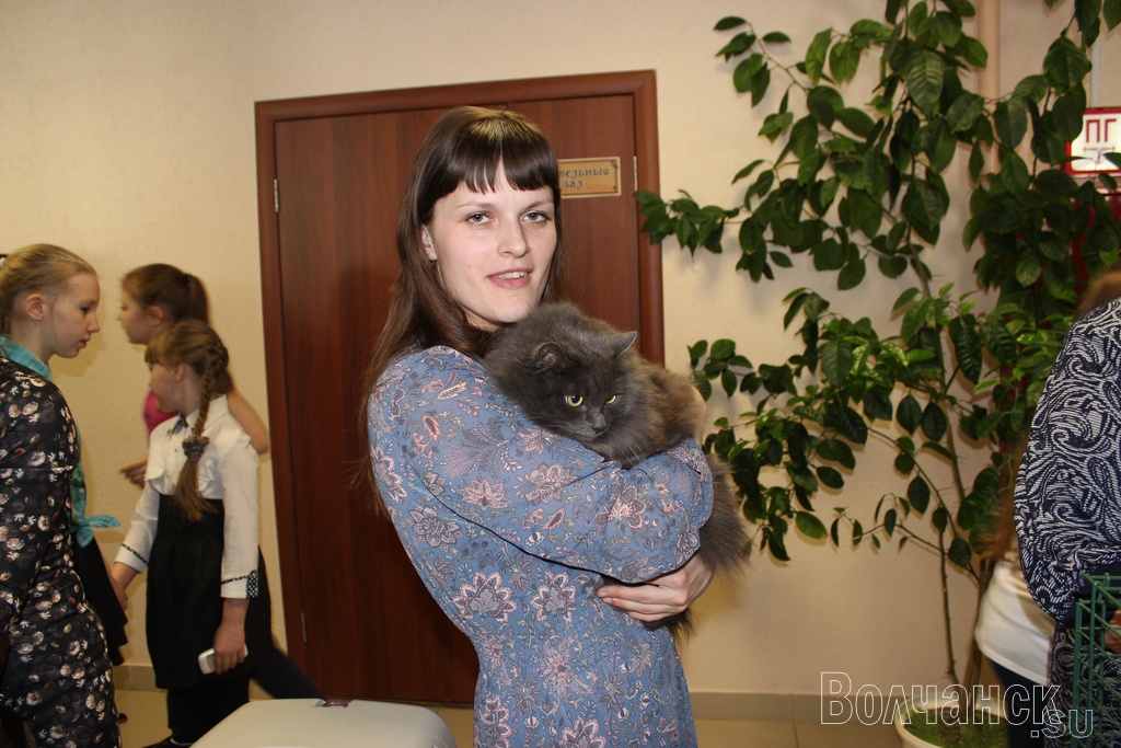 Выставка кошек "Ми-Ми-Ми" в Волчанске